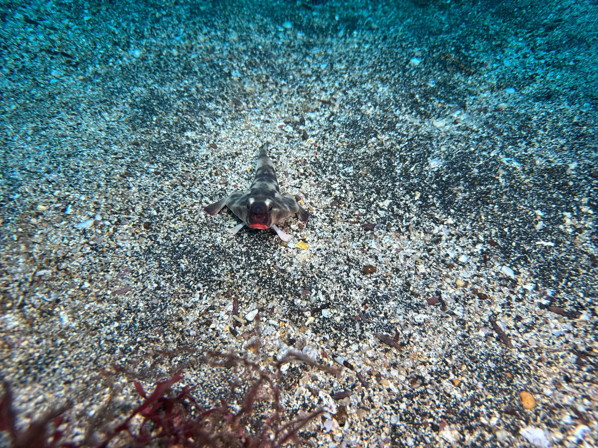 Red-lipped batfish on the sandy bottom