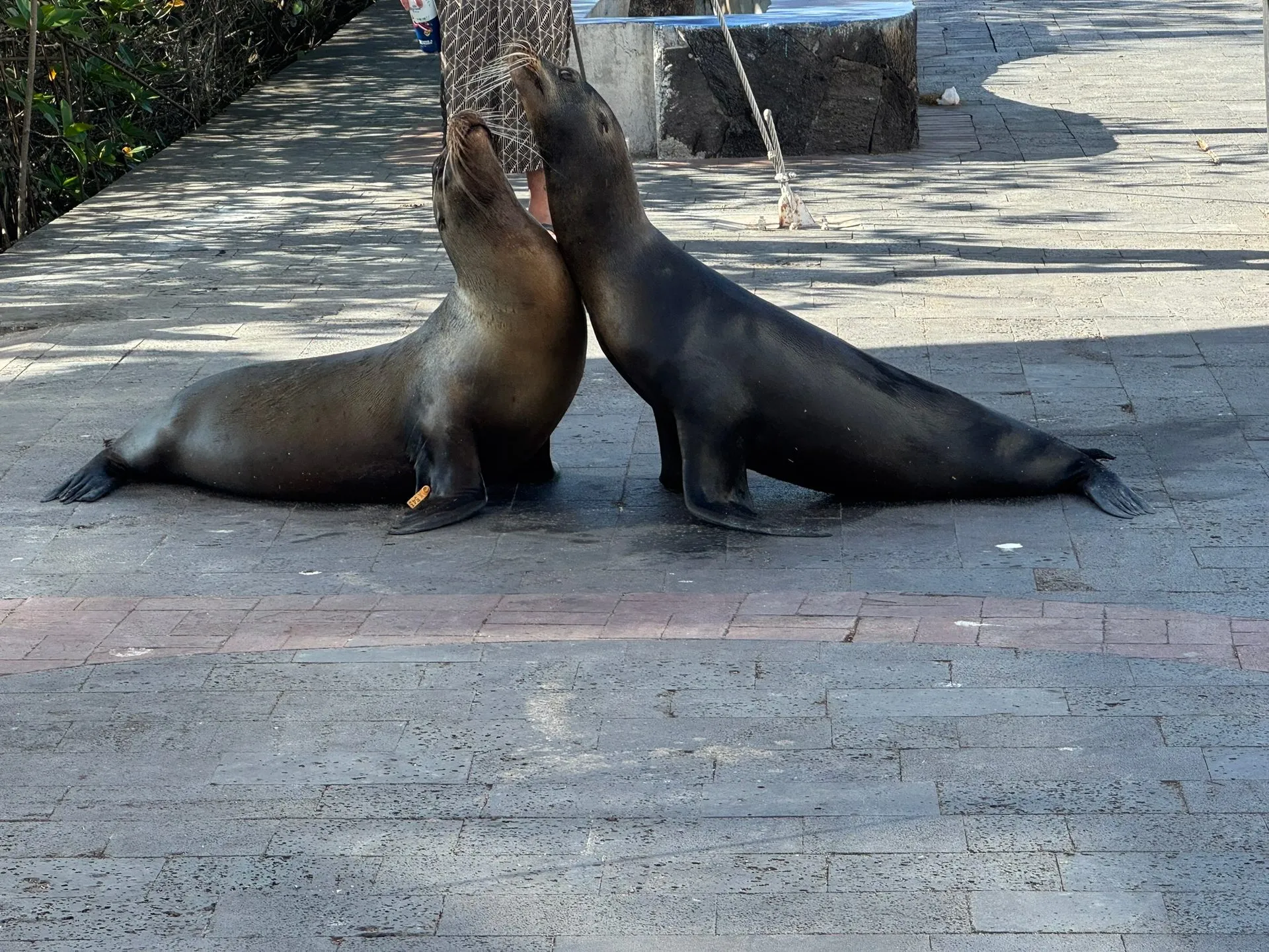 Two sea lions on the promenade