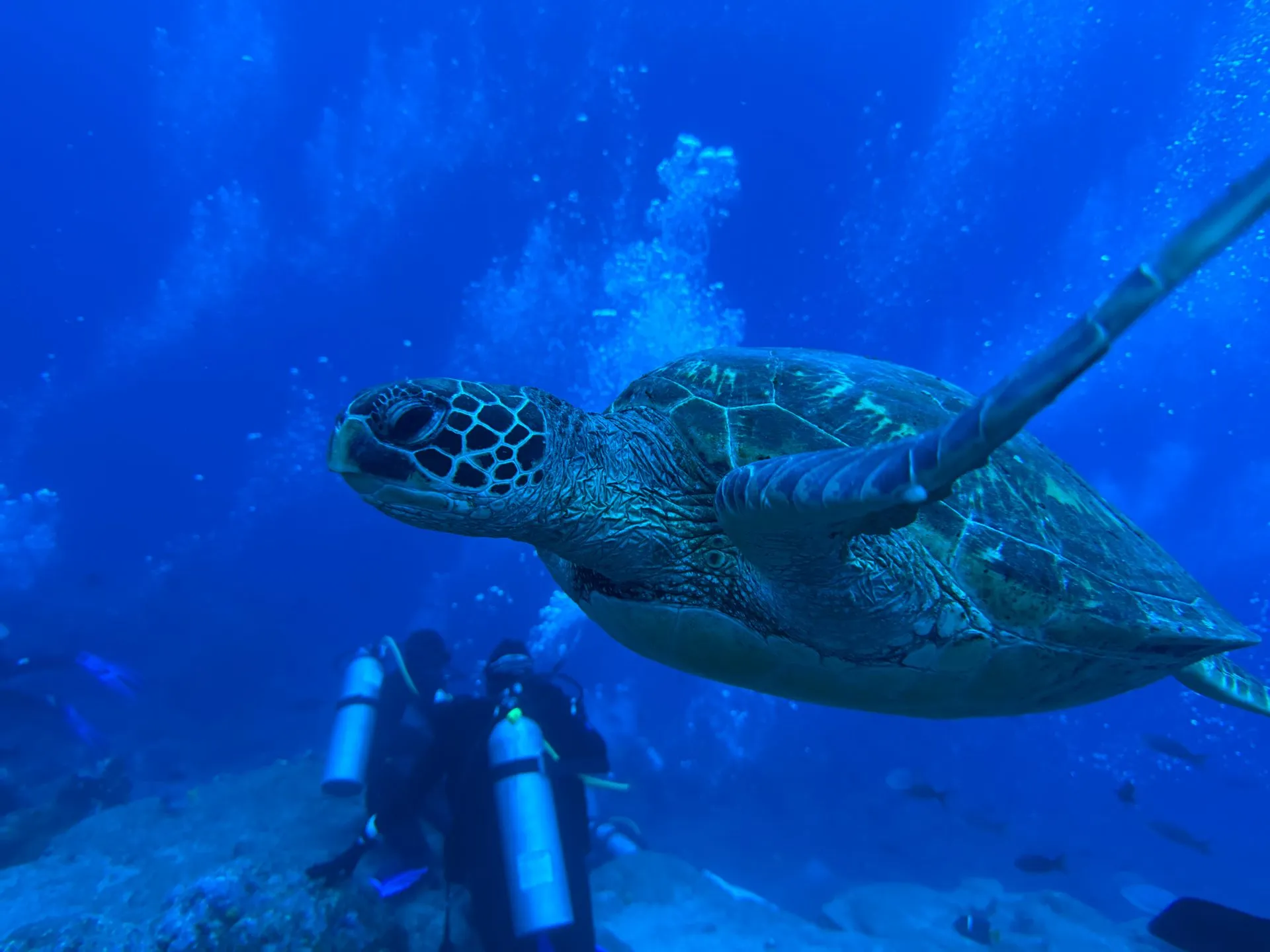 Green sea turtle swimming above two divers