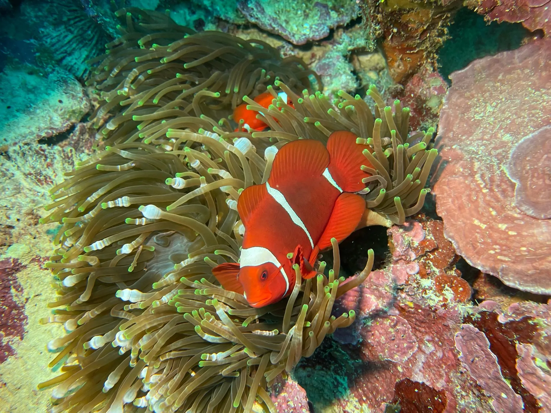 Spinecheek anemonefish in its anemone