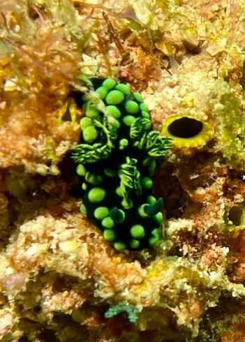 Green nudibranch on the reef