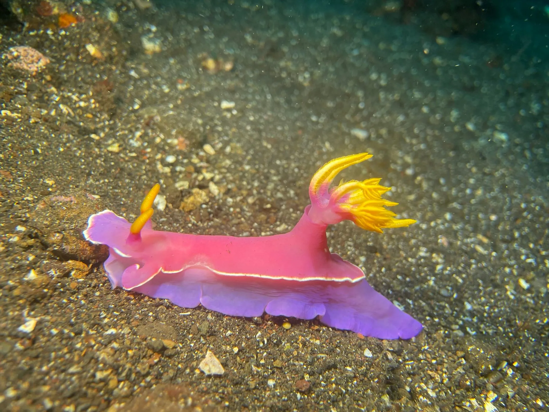Pink nudibranch with yellow gills