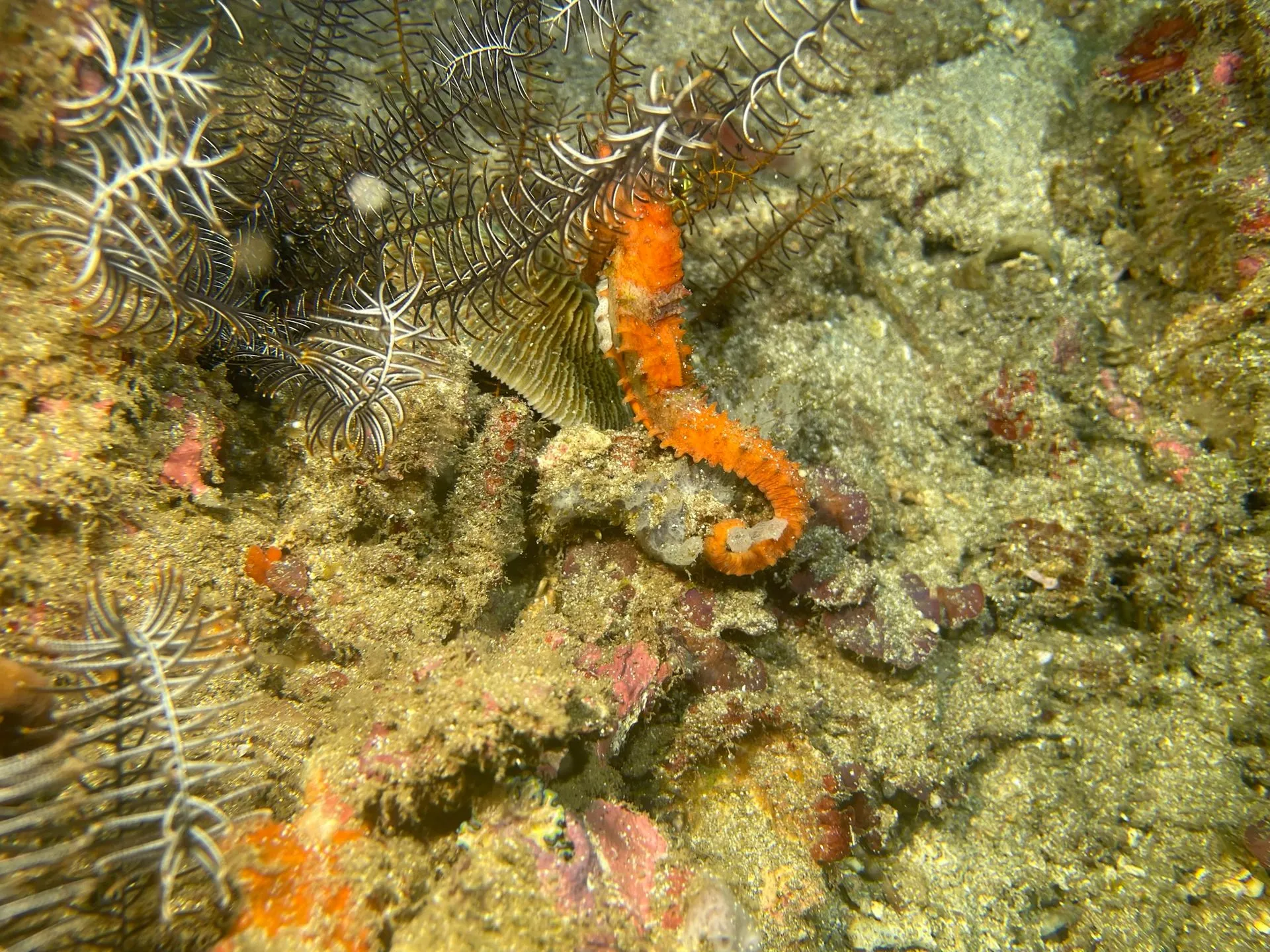 Orange seahorse holding onto a sea fan